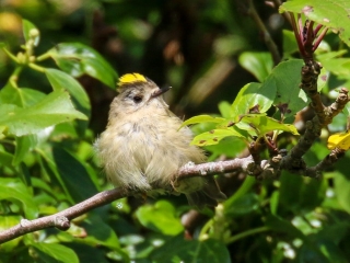 Garden Birds Ireland