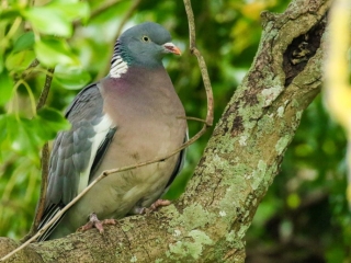 Garden Birds Ireland