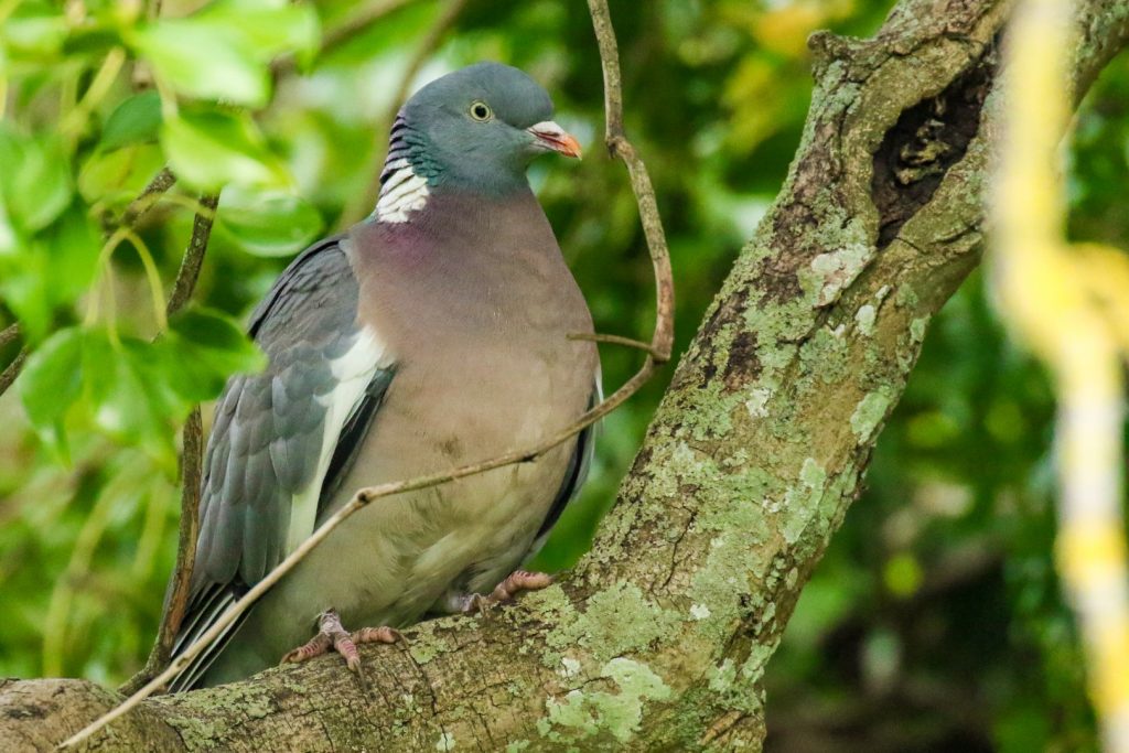 Garden Birds Ireland