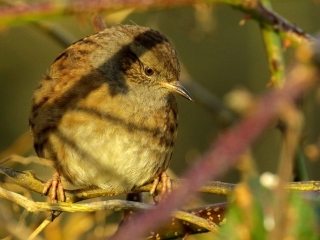 Garden Birds Ireland