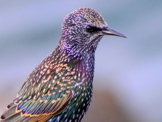 Garden Birds Ireland