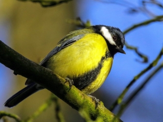 Garden Birds Ireland