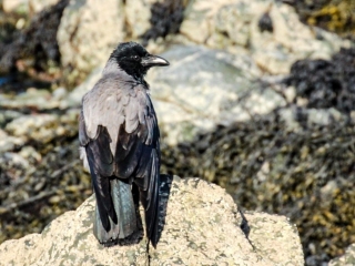 Garden Birds Ireland