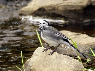 Garden Birds Ireland