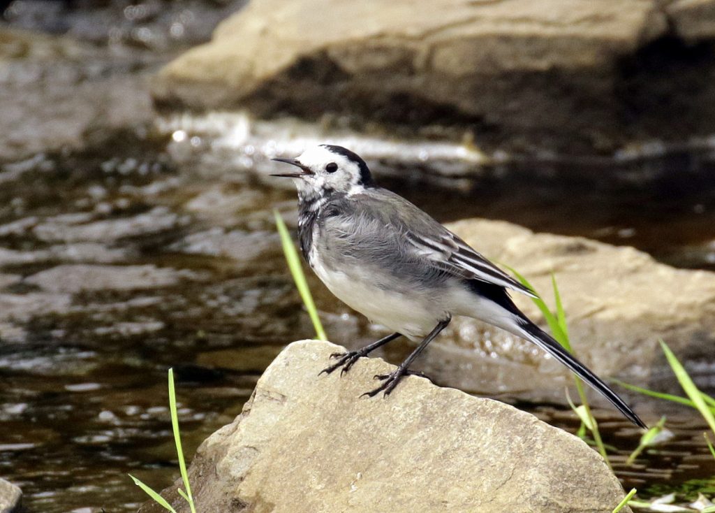 Garden Birds Ireland