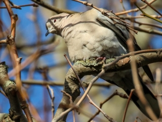 Garden Birds Ireland