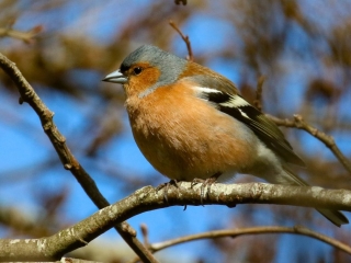 Garden Birds Ireland