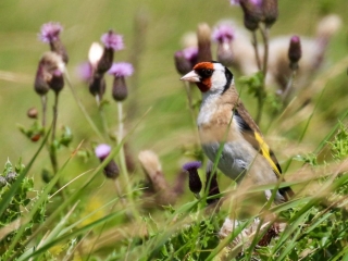 Garden Birds Ireland