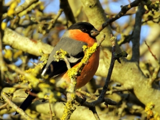 Garden Birds Ireland