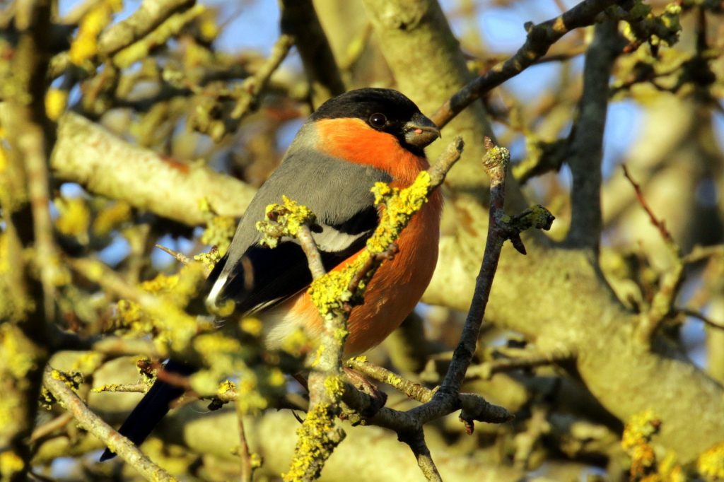 Garden Birds Ireland