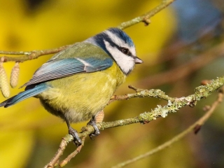Garden Birds Ireland