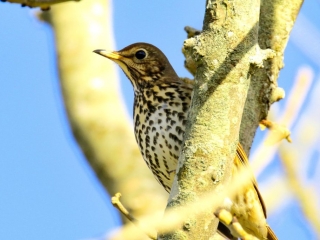 Garden Birds Ireland