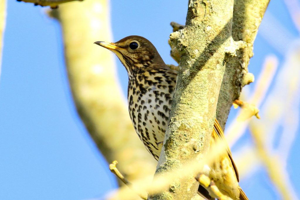 Garden Birds Ireland