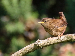 Garden Birds Ireland