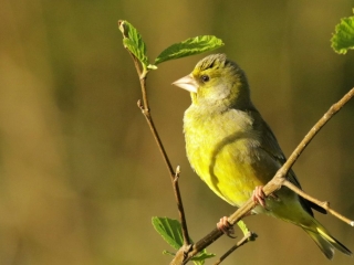 Garden Birds Ireland
