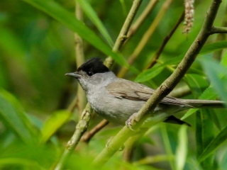 Garden Birds Ireland