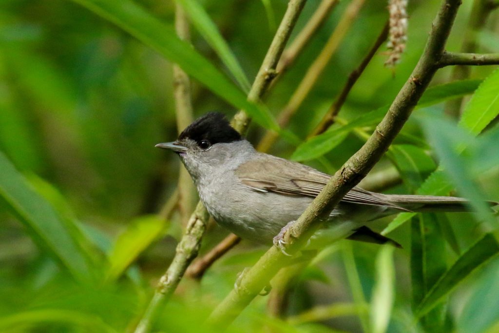 Garden Birds Ireland