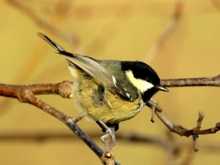 Garden Birds Ireland