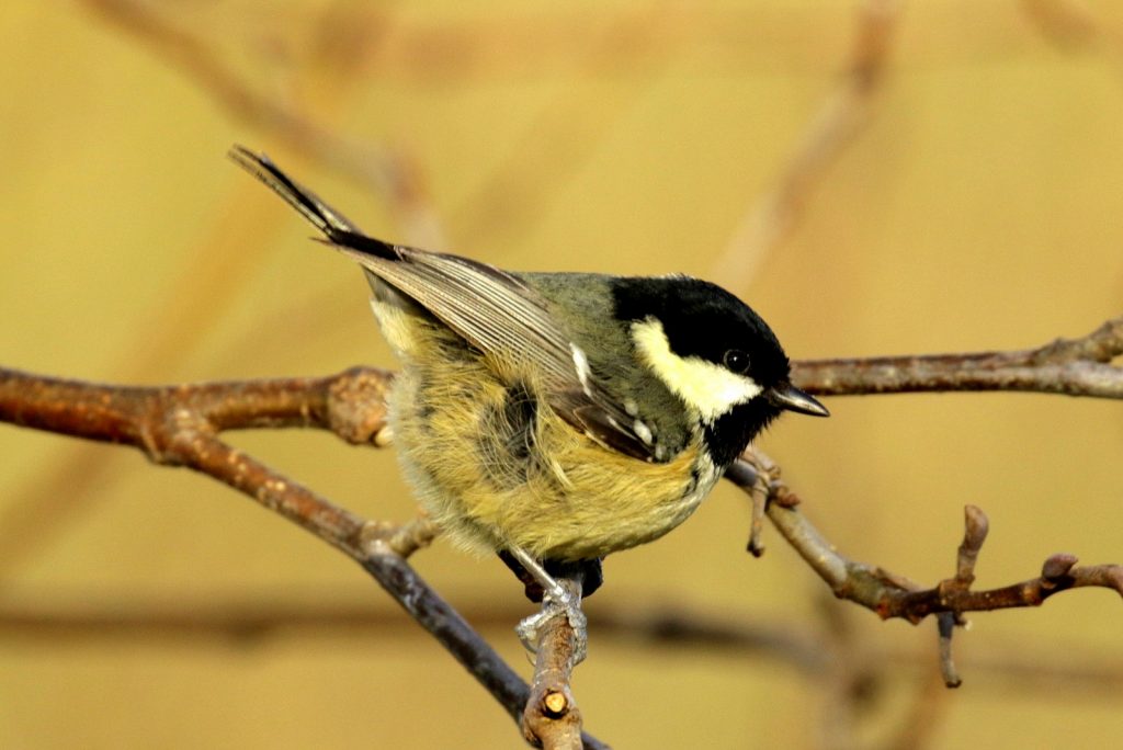 Garden Birds Ireland