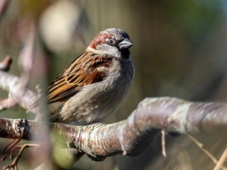 Garden Birds Ireland