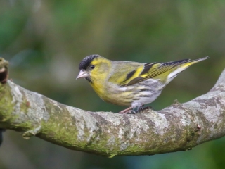 Garden Birds Ireland