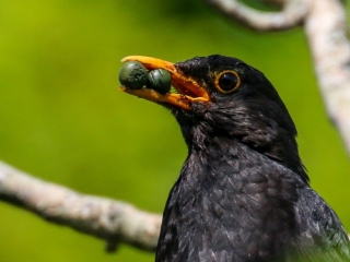 Garden Birds Ireland