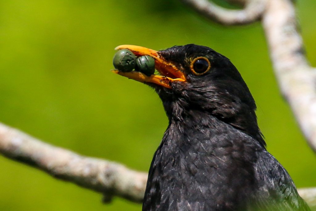 Garden Birds Ireland