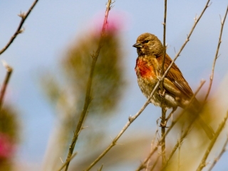 Garden Birds Ireland