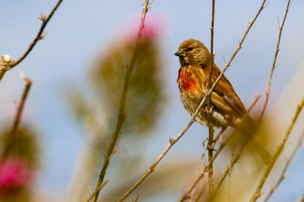 Garden Birds Ireland