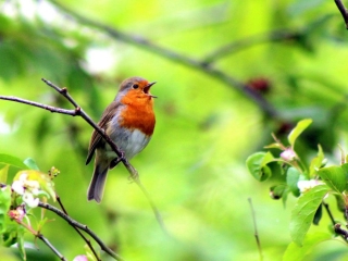 Garden Birds Ireland