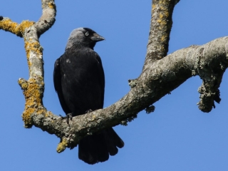 Garden Birds Ireland