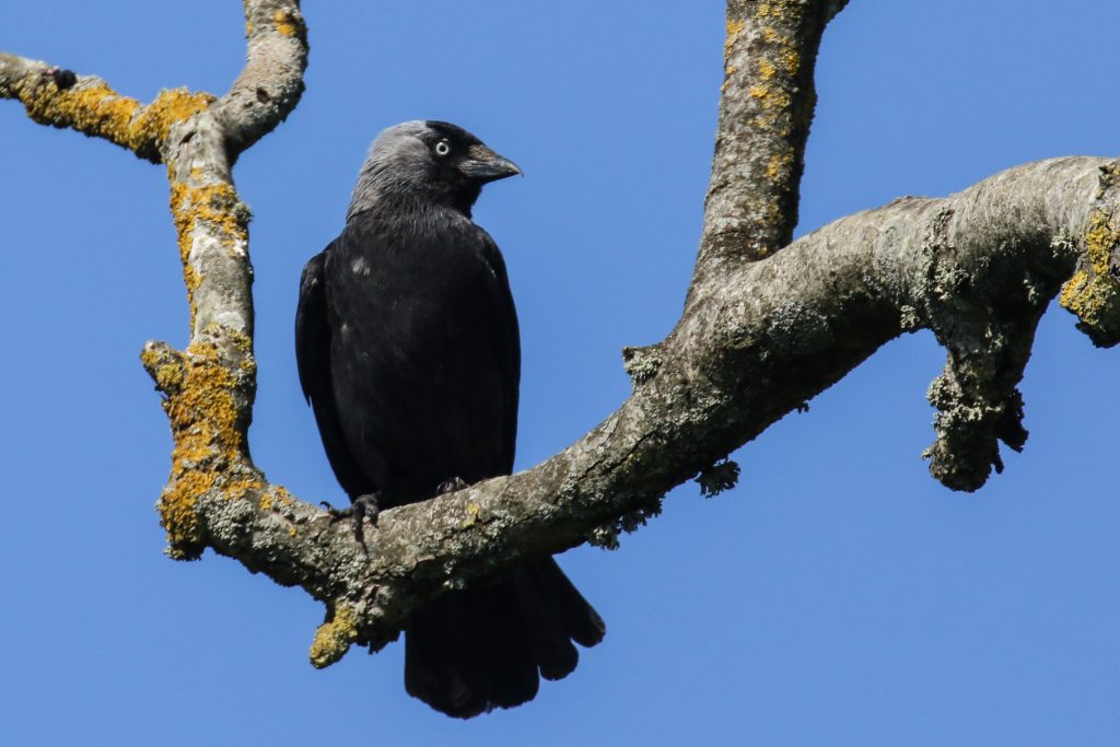 Garden Birds Ireland