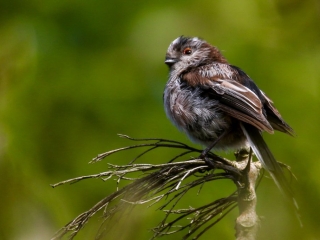 Garden Birds Ireland