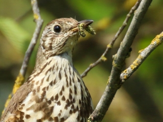Garden Birds Ireland