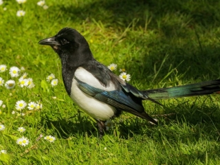 Garden Birds Ireland