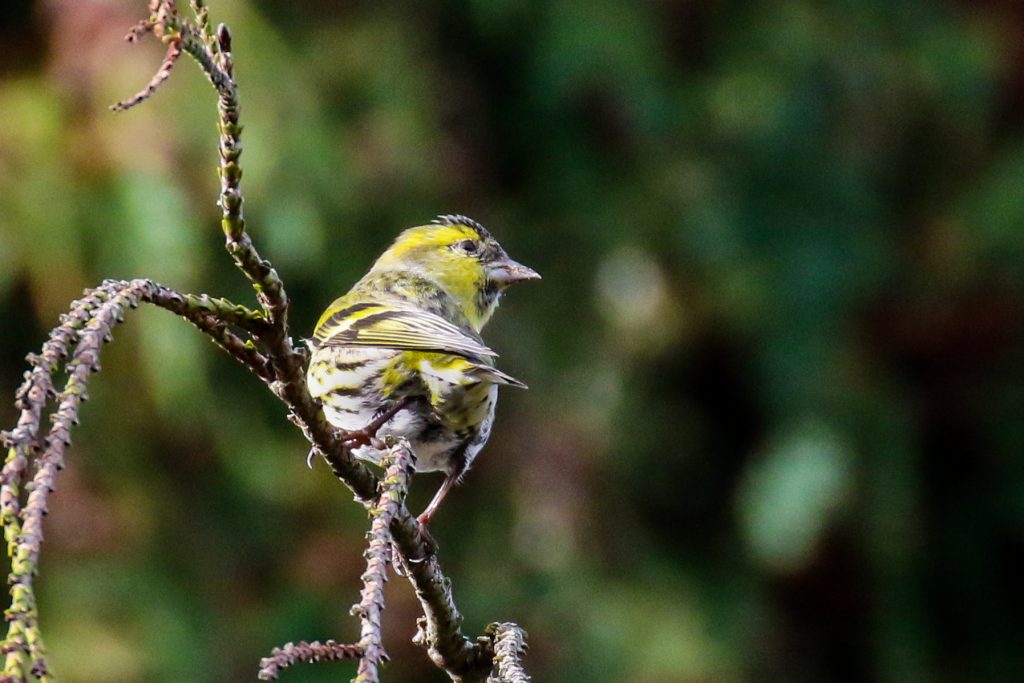 bird watching dublin