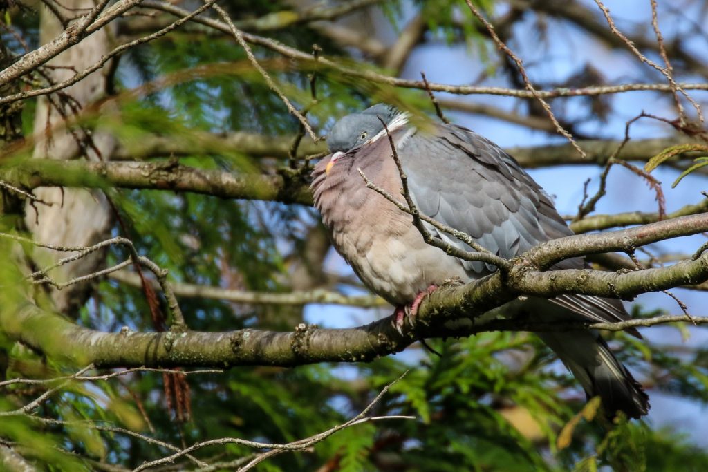 bird watching dublin