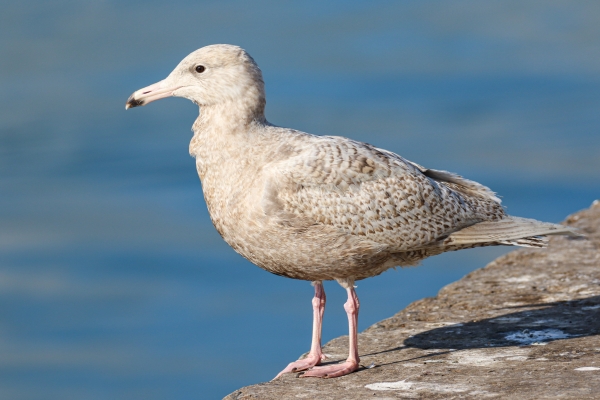 A Glaucous Gull stands on the pier wall at Skerries Harbour, County Dublin.