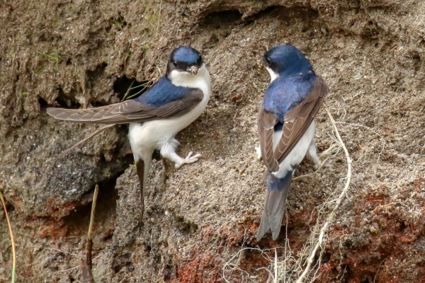A pair of Sand Martins clinging to the bank of the river at Glendalough, County Wicklow