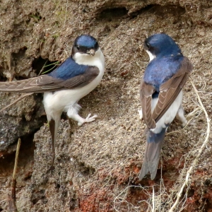 Bird watching glendalough