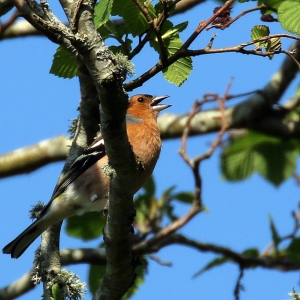 Bird watching glendalough