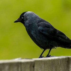 Bird watching glendalough