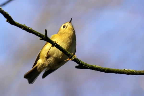 A Goldcrest perched on a branch in winter at Lough Neagh, Northern Ireland