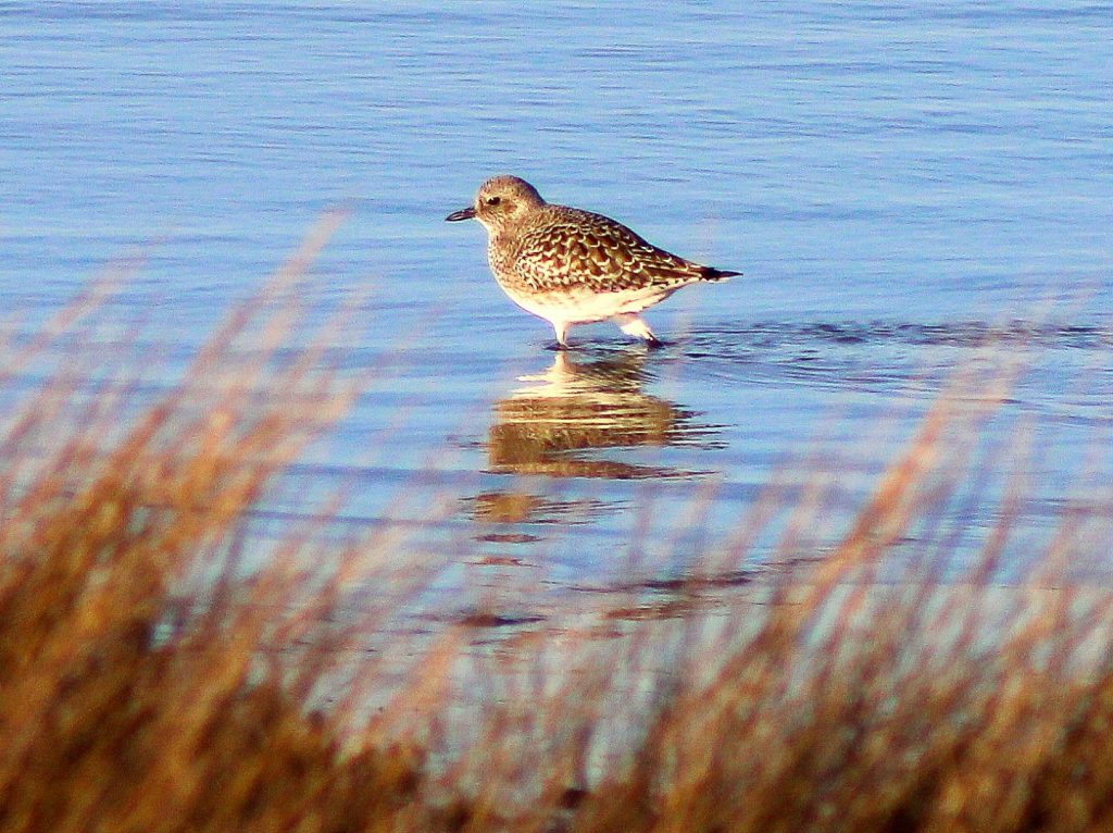 bird watching ireland