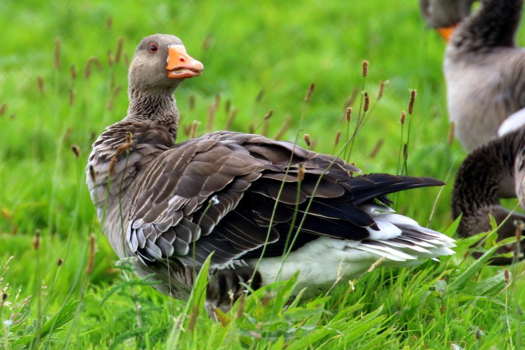 bird watching ireland