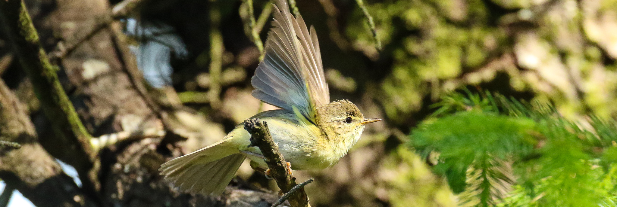 Bird Watching Dublin
