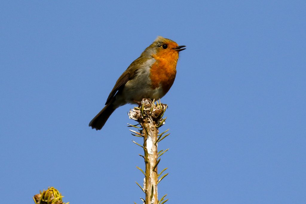 Bird Watching Dublin, Hellfire Club