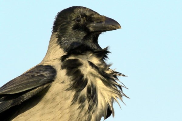 A Hooded Crow has its feathers ruffled on a breezy day in Dublin!