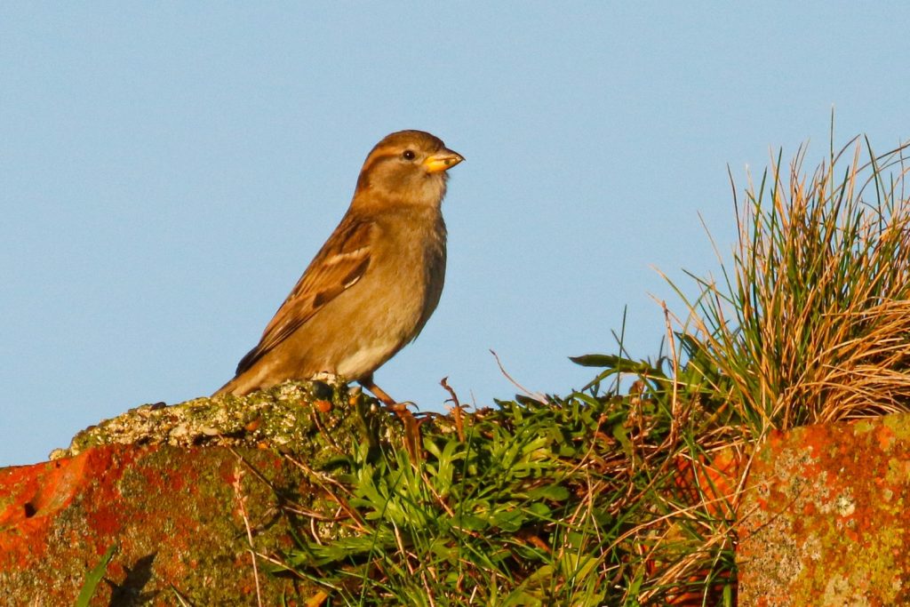 A House Sparrow sits on an old wall on a sunny day in Wicklow!