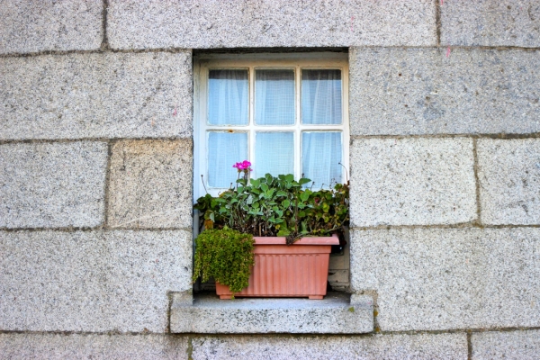 A Window box on the window sill of Howth Lighthouse Dublin